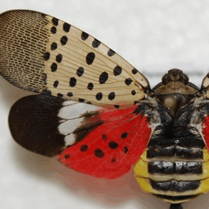 Bird Flu Reporting and Information